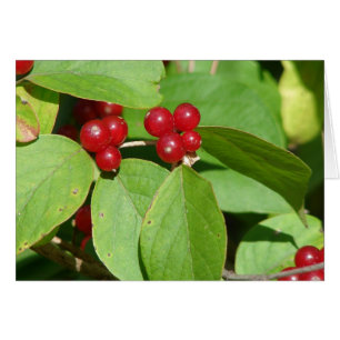 Berries Rojos