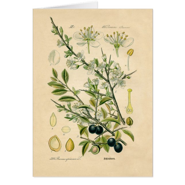 Berry de flores antiguas de espinas negras (Frente)