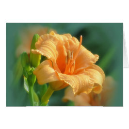 Bertie Blooms - Daylily