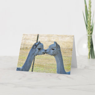 Besar alpacas en una tarjeta del arte de Frameable