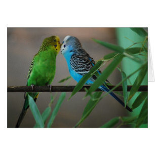 besar parakeets