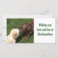 Besar Shihtzu y Navidad de los perros del