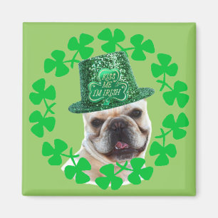 Béseme que soy imán irlandés del bulldog franc