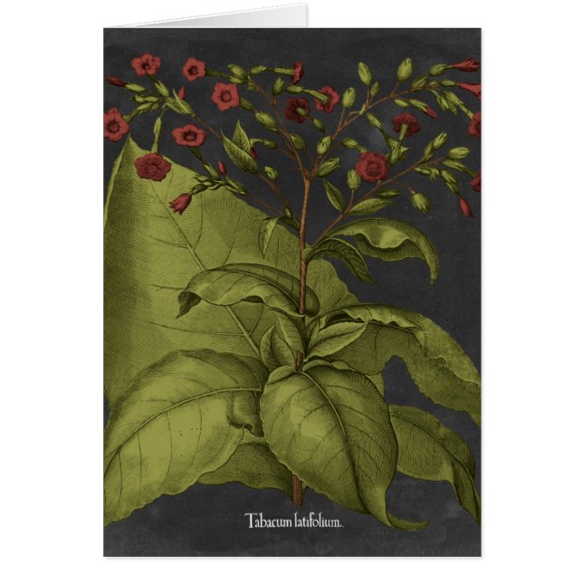 Besler Dramatique I (Frente)