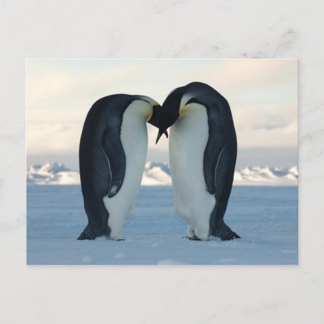 Beso de pingüino emperador - postal (Anverso)