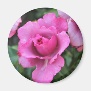 Beso de un imán Rosa