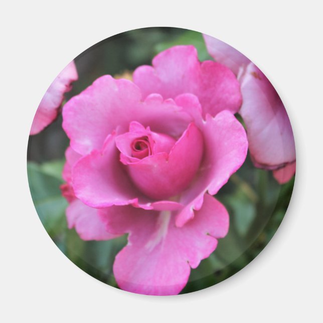 Beso de un imán Rosa (Frente)