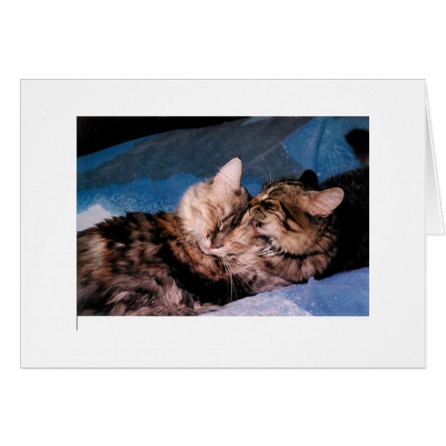 beso del gato (Anverso (Horizontal))