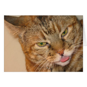 beso del gato del gatito