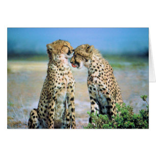 Besos del guepardo