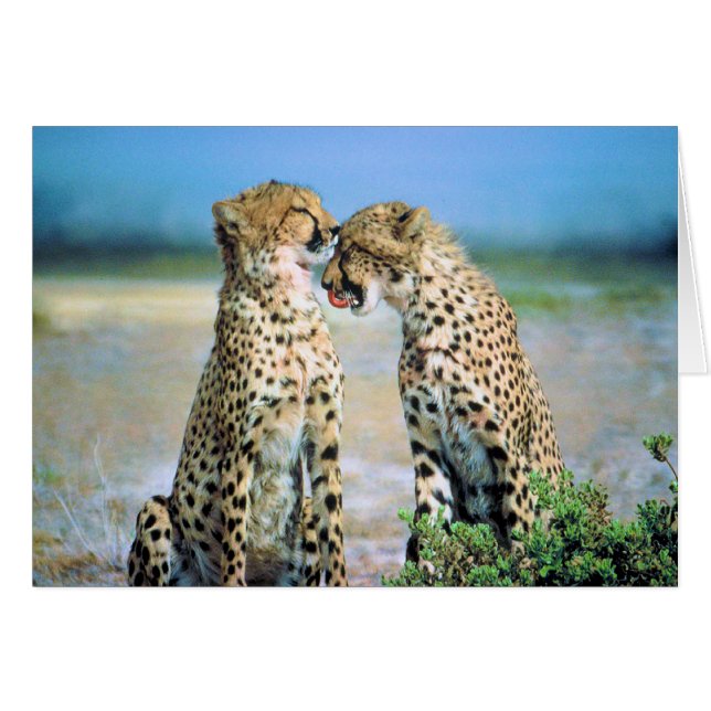 Besos del guepardo (Anverso (Horizontal))