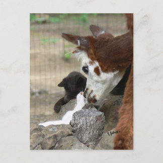 Besos gatitos para la postal de la Alpaca