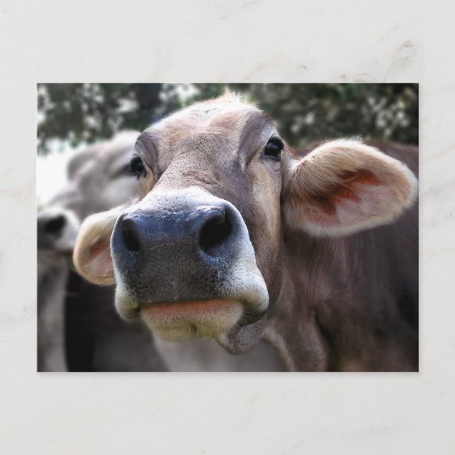 Bessy dice que su tarjeta de felicitación (Anverso)