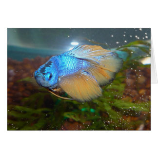 Betta azul y oro masculino