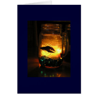 Betta en un Jar