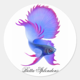 Betta Fighting Fish Pegatina