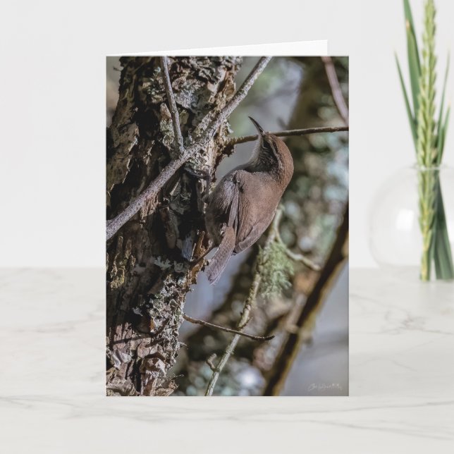 Bewicks Wren Gracias Tarjeta (Anverso)