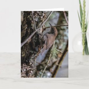 Bewicks Wren Gracias Tarjeta