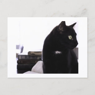 Biblias e impresión de postal de gato negro por JH