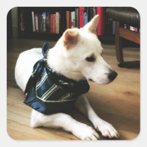 Biblioteca Eno Pegatina