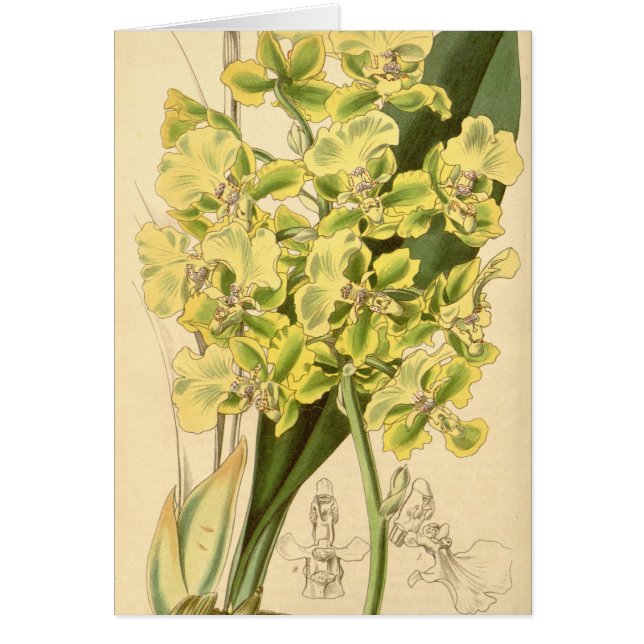 Bicallosum de Trichocentrum (como bicallosum de (Frente)