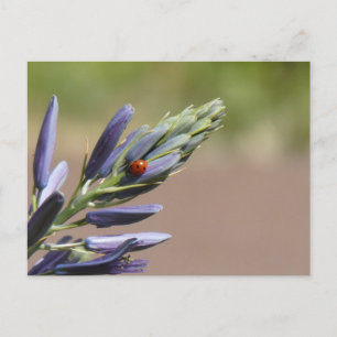Bicho de colores en la tarjeta postal Purple Flowe