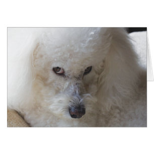 Bichon, culpable - tarjeta de nota