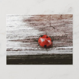Bichón de cola con postal de madera húmeda
