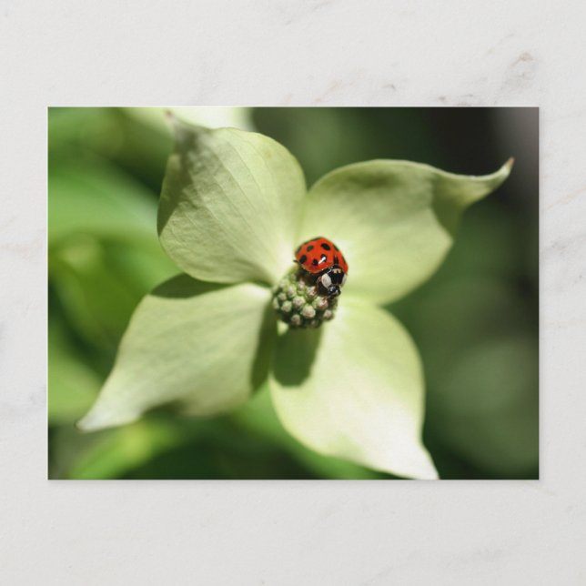 Bichón De Ladybug En La Postales De La Naturaleza  (Anverso)
