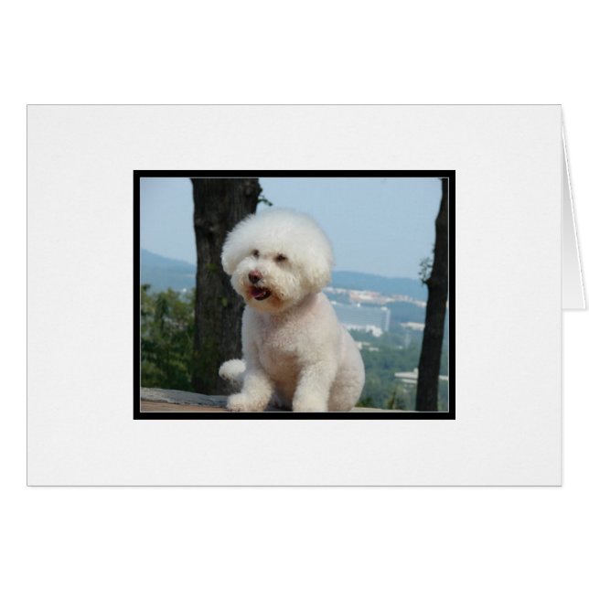 Bichon Frise (Anverso (Horizontal))