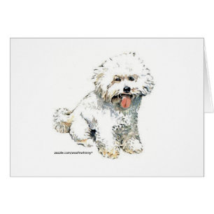 Bichon Frise