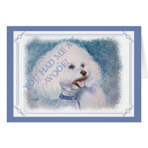 BICHON FRISE BLANCO