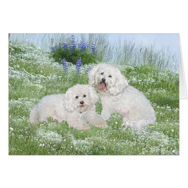 Bichon Frise Bluebonnets (Anverso (Horizontal))