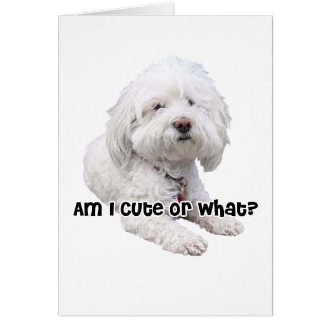 Bichon Frise Dog (Frente)