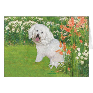 Bichon Frise Fantasía Coral