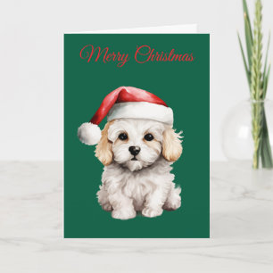 Bichon Frise lindo en Navidad