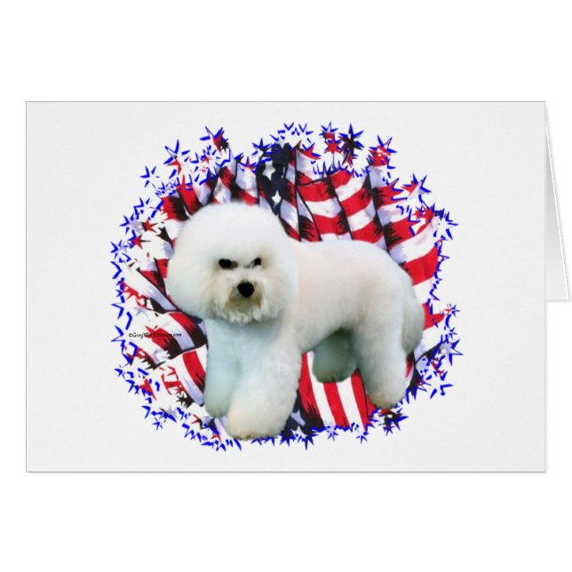 Bichon Frise Patriot (Anverso (Horizontal))