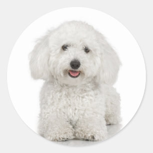 Bichon Frise Pegatina
