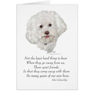 Bichon Frise Puente del Arcoíris