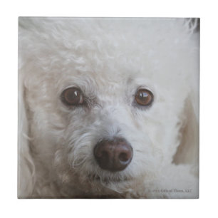 Bichon, pensativo - baldosa cerámica