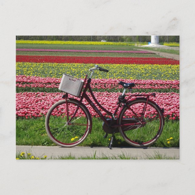 Bicicleta en la tarjeta postal Tulips Field DIY (Anverso)