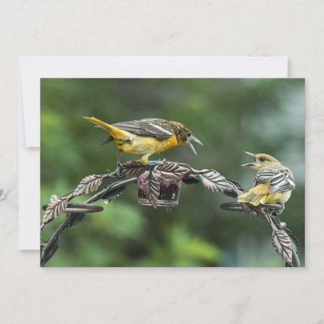 Bickering Orioles - Tarjeta de notas de todas las  (Anverso)