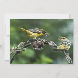 Bickering Orioles - Tarjeta de notas de todas las 