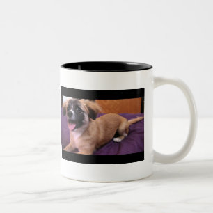Bicolor Andre: ¡El rey de la taza del perrito!