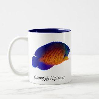 Bicolor Angelfish coralino de la belleza - taza del