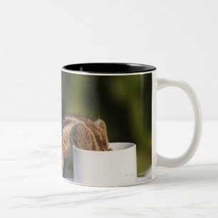 Bicolor Ardilla que bebe de la taza de café en el indio