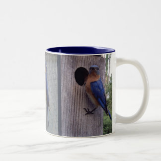 Bicolor Bluebirds en la taza de la caja