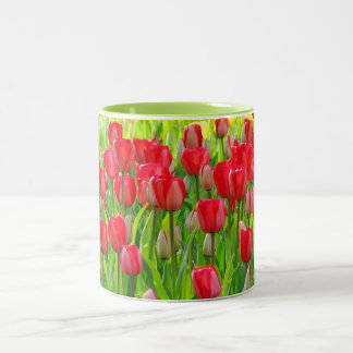 Bicolor Campo de la taza de los tulipanes
