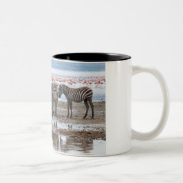 Bicolor Cebra en la taza de Nakuru Kenia del lago