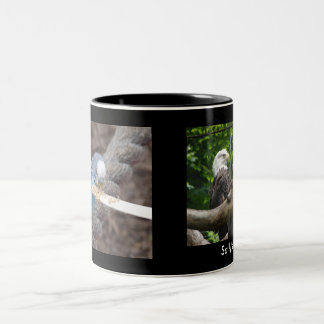 Bicolor DSC04582, DSC04495, la taza de Sally